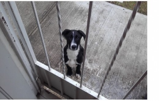 Ella es rayita una cachorrita que adopte y que no puedo cuidarla porque voy a mudarme, ojala pueda encontrar una familia que la quiera mucho y que la cuiden, es una perrita que esta educada y es muy juguetona.
